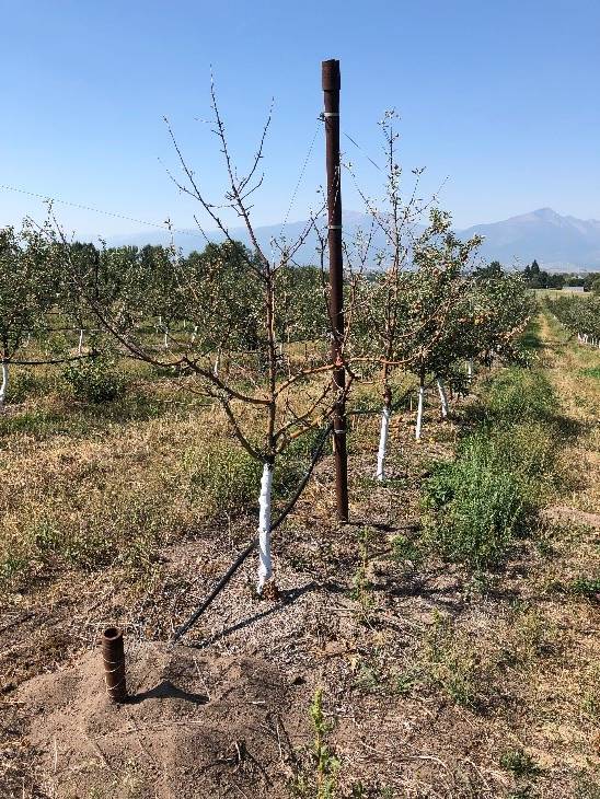 Voles and Pocket Gophers in Montana Orchards Western Agricultural